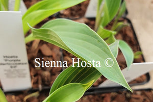 Hosta 'Purple Verticulated Elf'