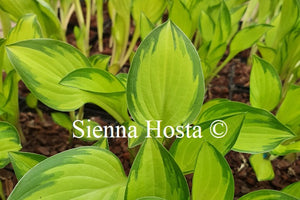 Hosta 'Greeny with Envy'