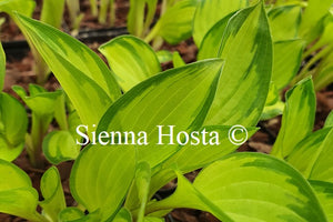 Hosta 'Greeny with Envy'