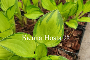 Hosta 'Greeny with Envy'