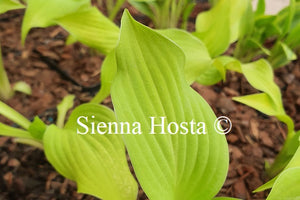 Hosta 'Surfing Mouse'