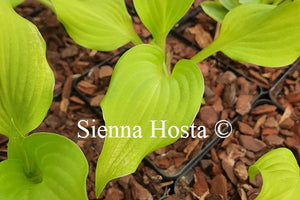 Hosta 'Surfing Mouse'