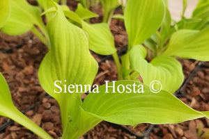 Hosta 'Surfing Mouse'