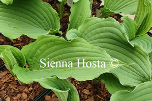 Hosta 'Queen of the Seas'