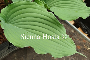 Hosta 'Queen of the Seas'