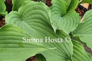 Hosta 'Queen of the Seas'