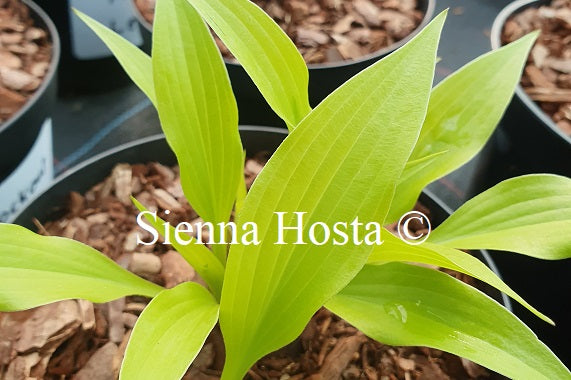 Hosta 'Tiny Bubbles'