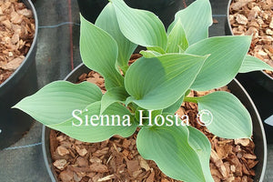 Hosta 'Ice Prancer'