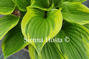 Hosta 'Torchlight'