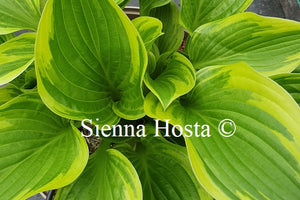 Hosta 'Torchlight'