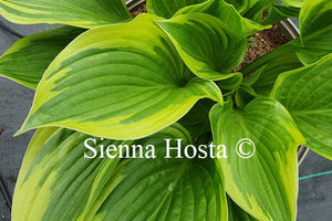 Hosta Torchlight'