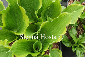 Hosta 'Spring Fling'