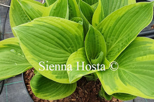 Hosta 'Love of Life'