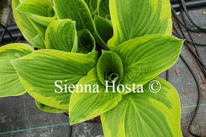 Hosta 'Love of Life'