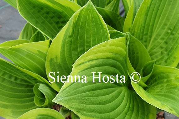 Hosta 'Love of Life'