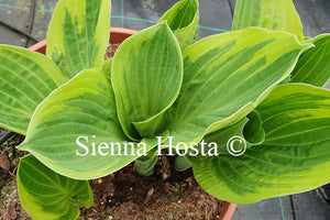 Hosta Heart's Content