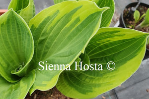 Hosta 'Heart's Content'