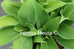 Hosta 'Olympic Gold Medal'