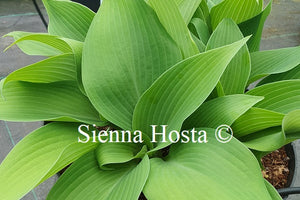 Hosta 'Olympic Gold Medal'