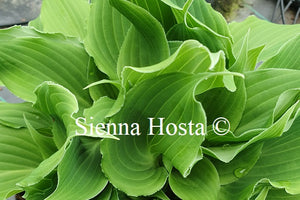 Hosta 'Restless Sea'