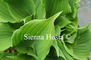 Hosta 'Restless Sea'