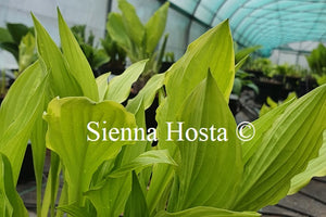 Hosta 'Shade Beauty'