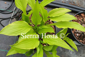 Hosta 'Shade Beauty'