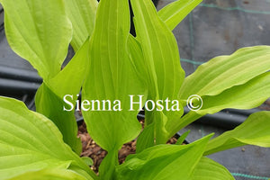 Hosta 'Shade Beauty'