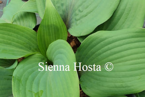 Hosta 'Blushing Blue'