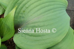 Hosta 'Blushing Blue'