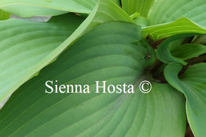 Hosta 'Blushing Blue'