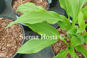 Hosta Pineapple Punch