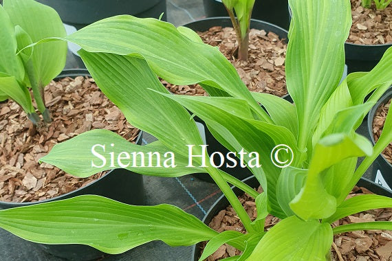 Hosta Pineapple Punch
