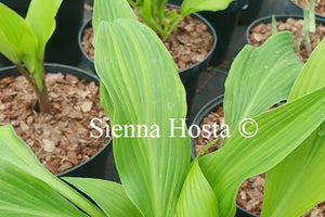 Hosta Pineapple Punch