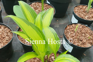 Hosta 'Abana'