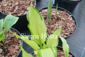 Hosta 'Early Sunrise'