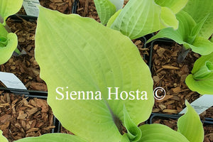 Hosta 'Holar Rising Flame'