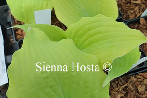 Hosta 'Holar Rising Flame'