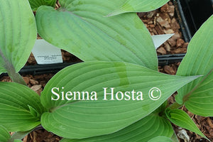 Hosta 'Holar Mystic Purple'