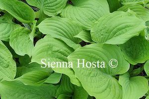 Hosta 'Glory'