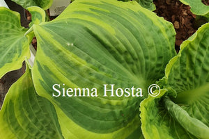 Hosta 'Lakeside Prophecy Fulfilled'