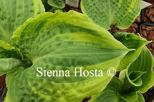 Hosta 'Lakeside Prophecy Fulfilled'