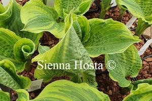 Hosta 'Lakeside Prophecy Fulfilled'