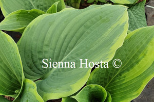 Hosta 'Stan the Man'