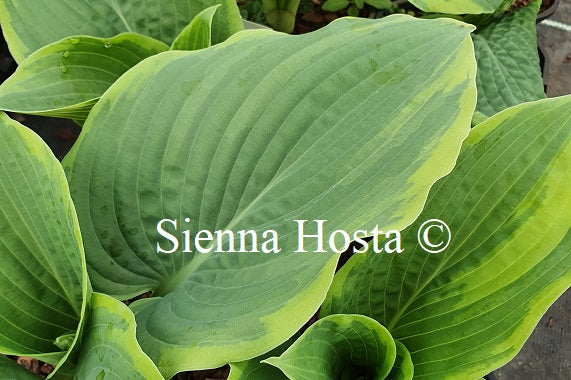 Hosta 'Stan the Man'