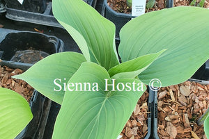 Hosta 'Holar Ice Empress'