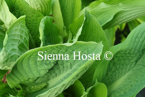 Hosta 'Viking Ship'