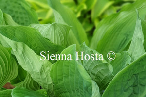 Hosta 'Viking Ship'