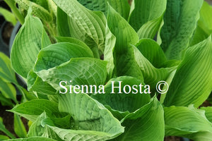 Hosta 'Viking Ship'