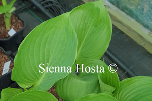 Hosta 'Ufo'